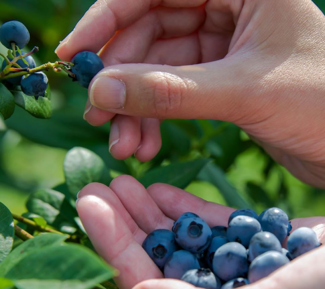 trueman rhubarb u-pick