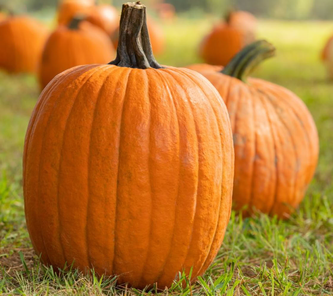 trueman raspberry u-pick