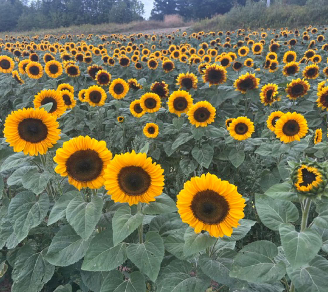 A field of sunflowers with bright yellow petals and dark centers, surrounded by green leaves, under a cloudy sky.