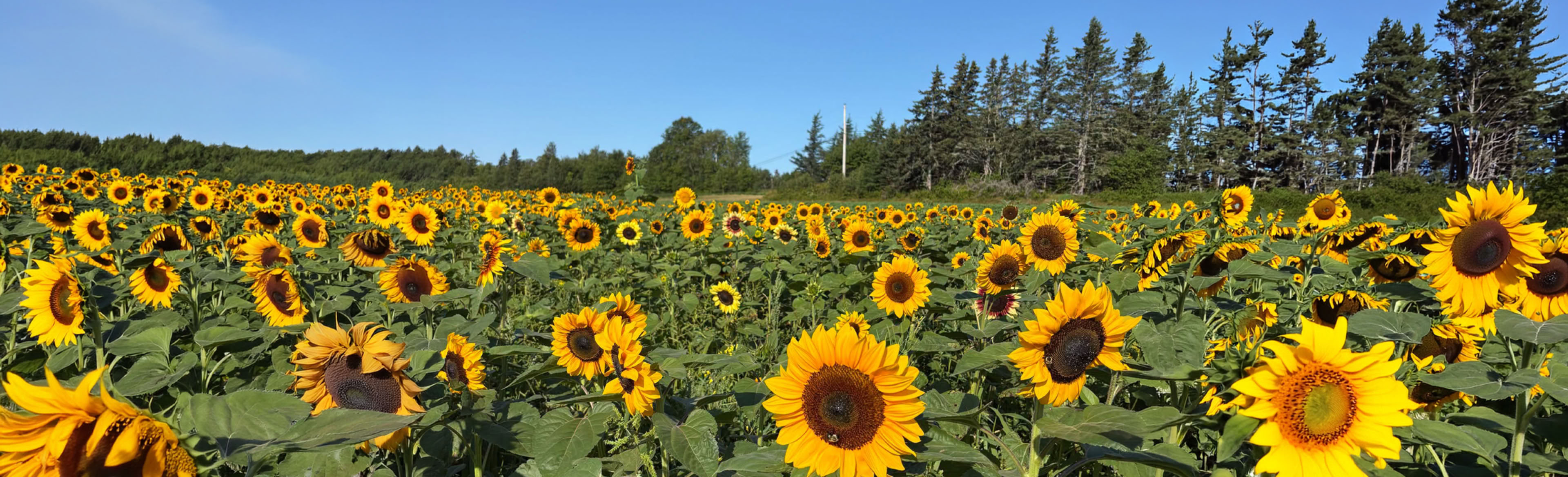 A field of sunflowers with bright yellow petals and dark centers, surrounded by green leaves, under a cloudy sky.