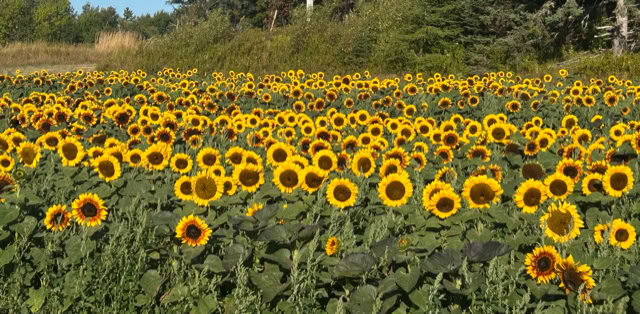 A field of sunflowers with yellow blooms and green leaves under a clear blue sky.