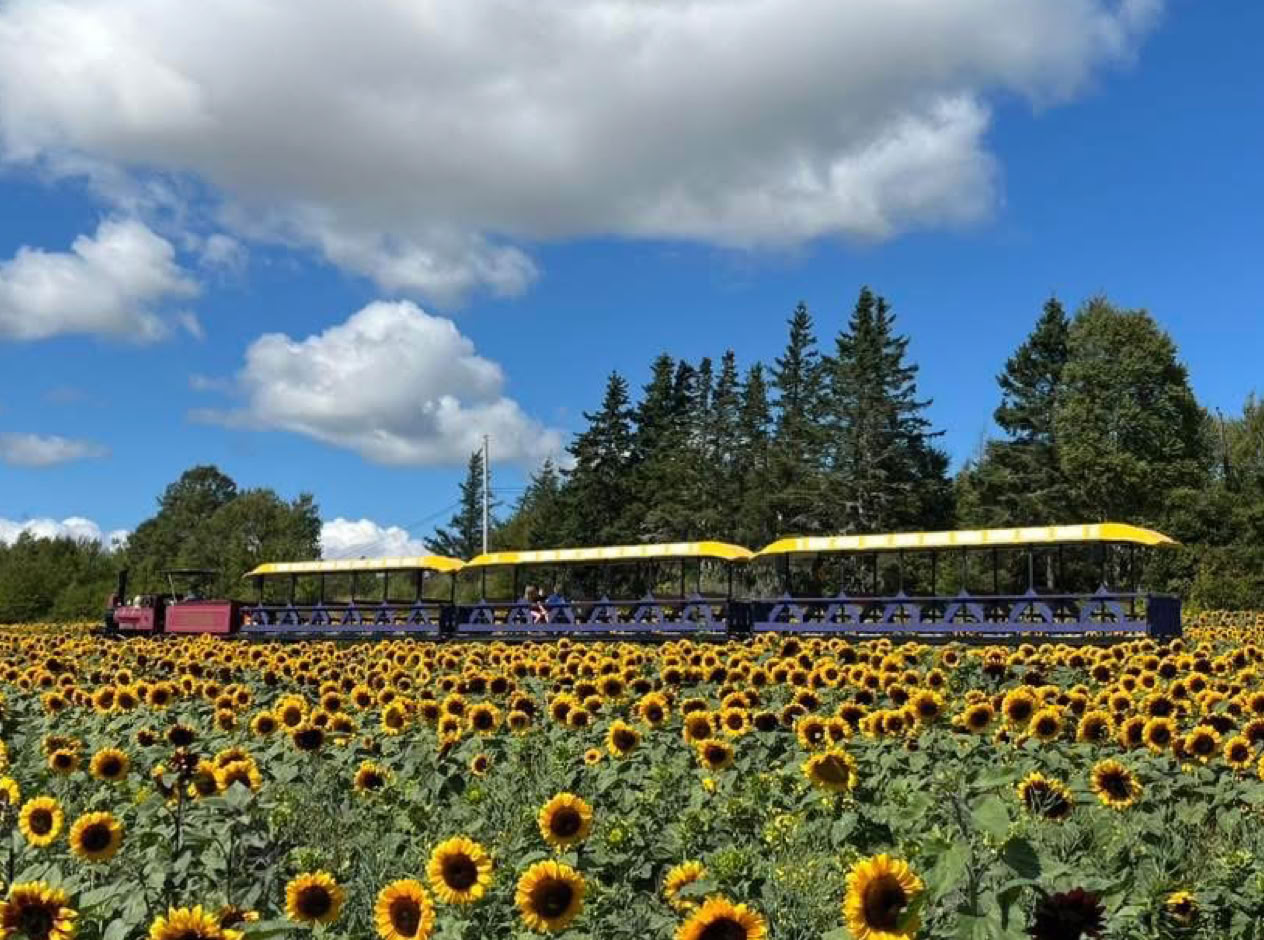 Trueman Mill Railroad rides through the Sunflower Fields