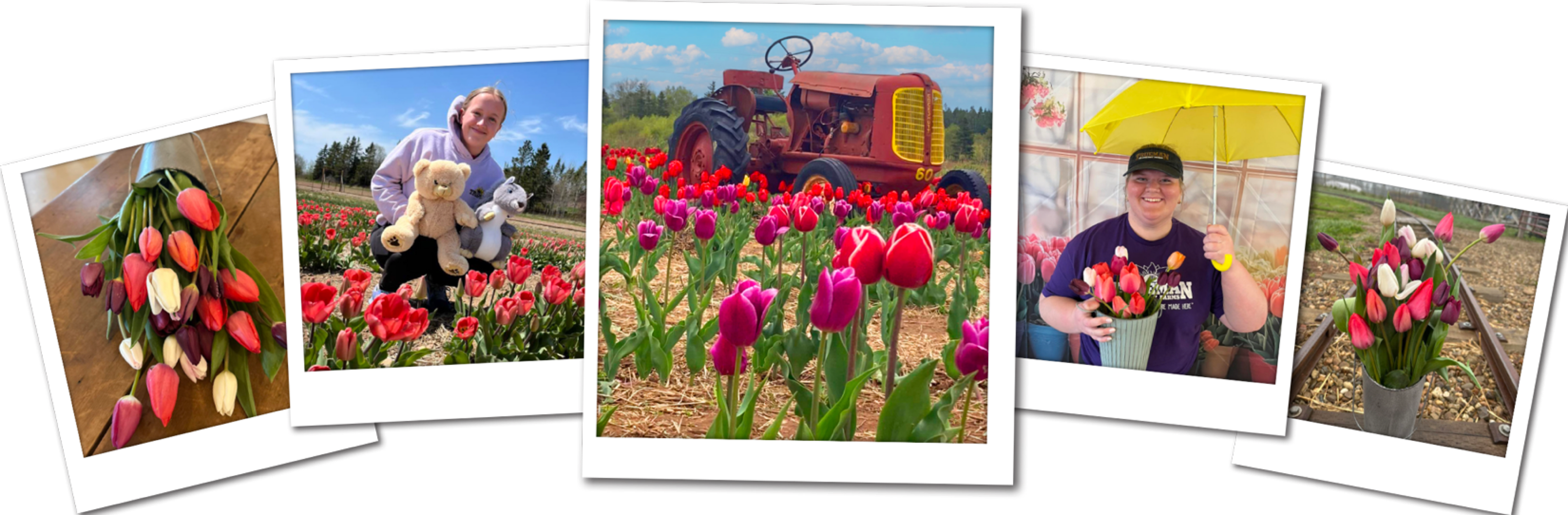 Trueman Tulip Festival  Experience Pictures