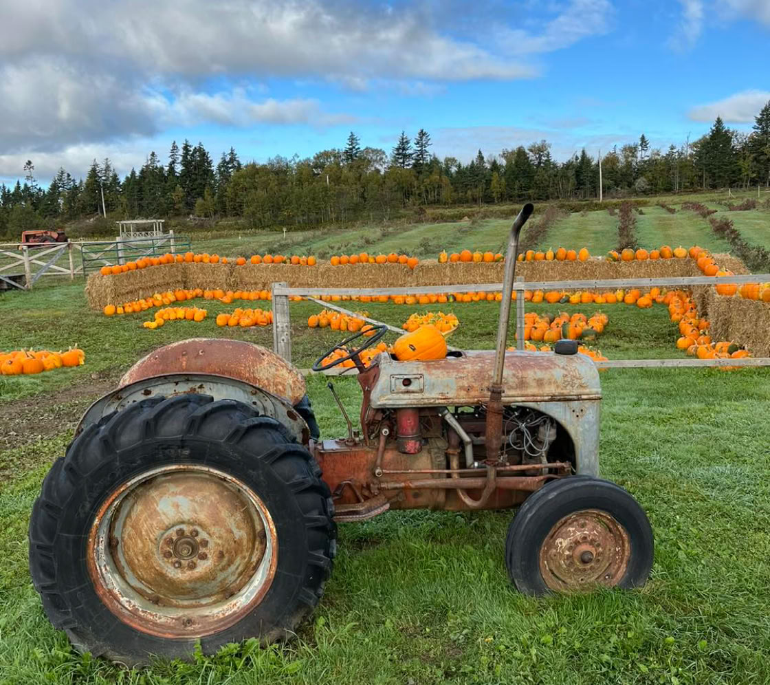 A field of sunflowers with bright yellow petals and dark centers, surrounded by green leaves, under a cloudy sky.