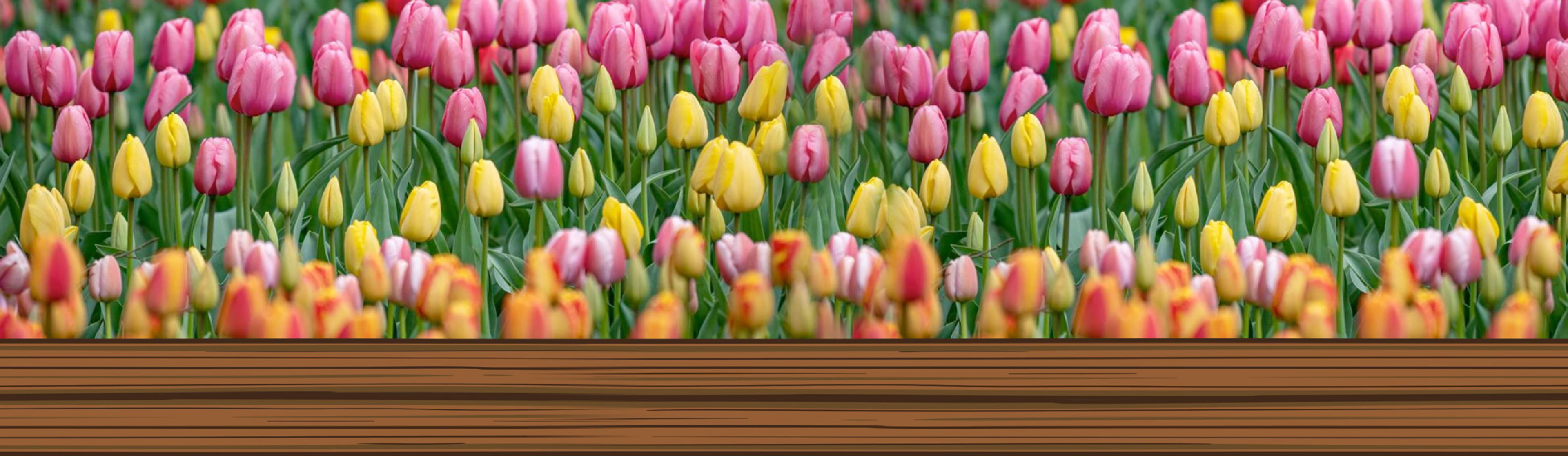 Trueman FArms Early Bird Tulip Festival Tickets
