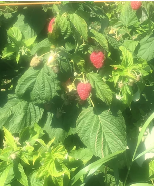 Rasberry U-Pick - Trueman Blueberry Farms Rasberry U-Pick - Trueman Blueberry Farms