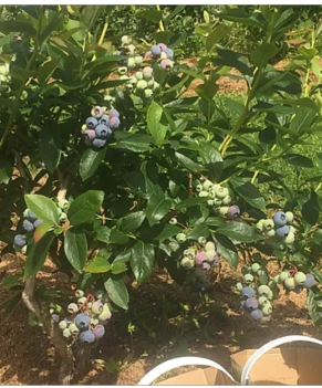 Blueberries