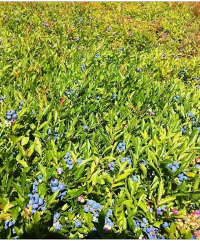 Blueberry U-Pick  - Trueman Blueberry Farms