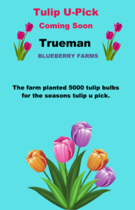 Trueman Tulip U Pick April 2022