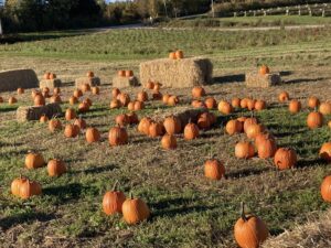 Pumpkin Season October 2022