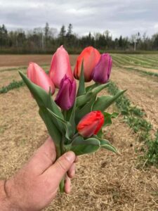 tulips 10