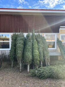Christmas Trees 2022