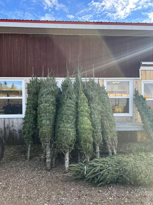 Christmas Trees 2022 Christmas Trees 2022