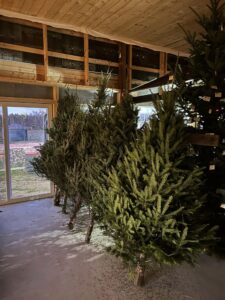 Christmas Trees 2022