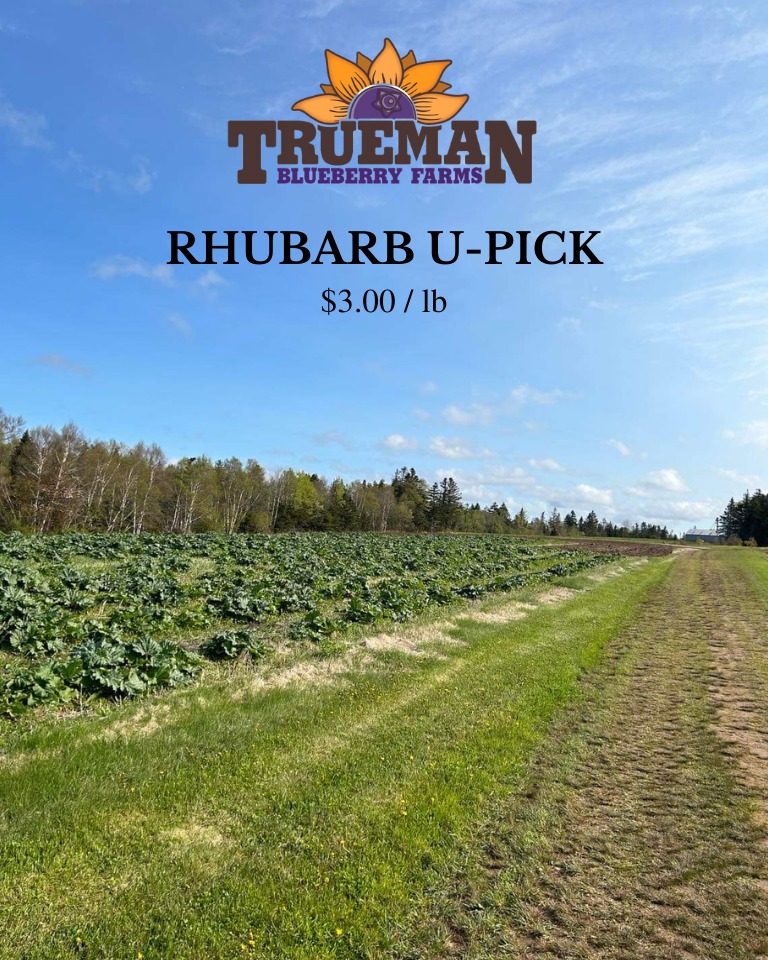 Rhubarb is ready!