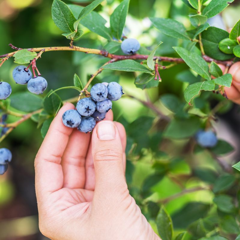 Trueman Blueberry Farms U-Pick