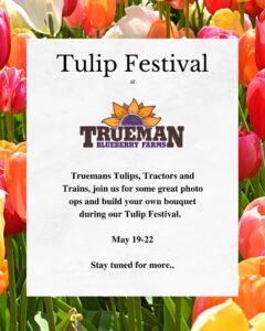 tulip_festival_2023