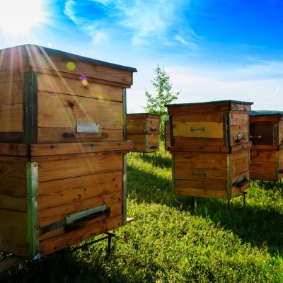 Trueman Blueberry Farms Honey