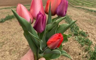 Tulips are still blooming and beautiful!