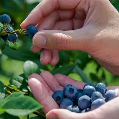 Trueman Blueberry Farms U-Pick