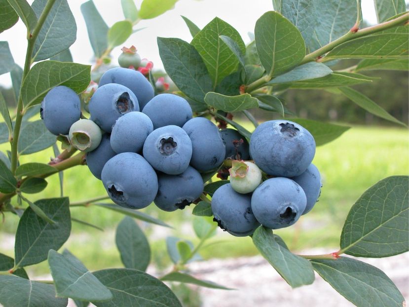 Trueman Blueberry Farms