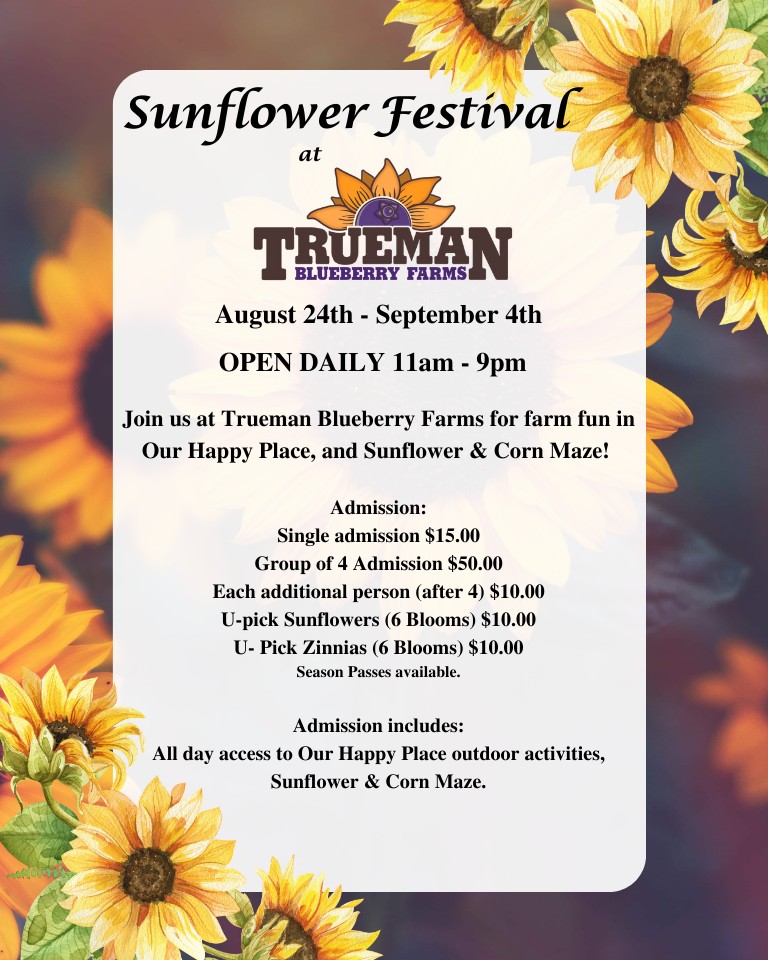 Sunflower Festival 