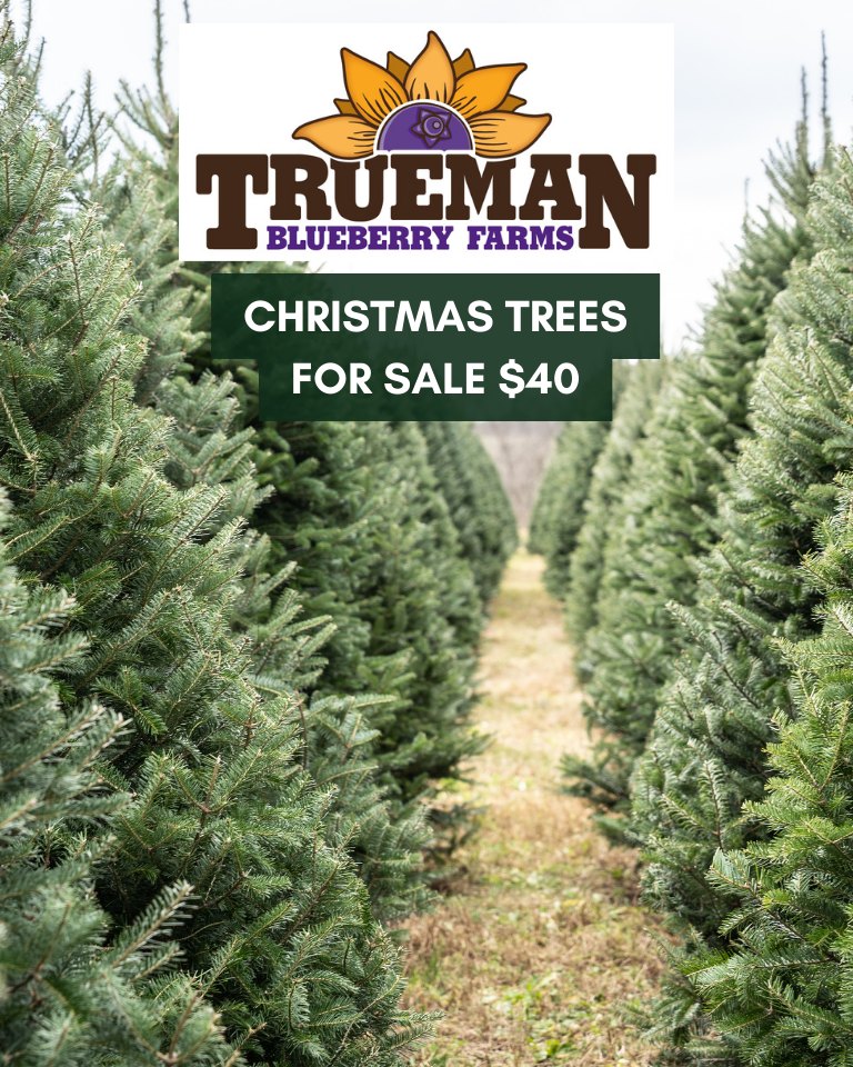 Christmas Trees 2023 at Trueman Blueberry Farms