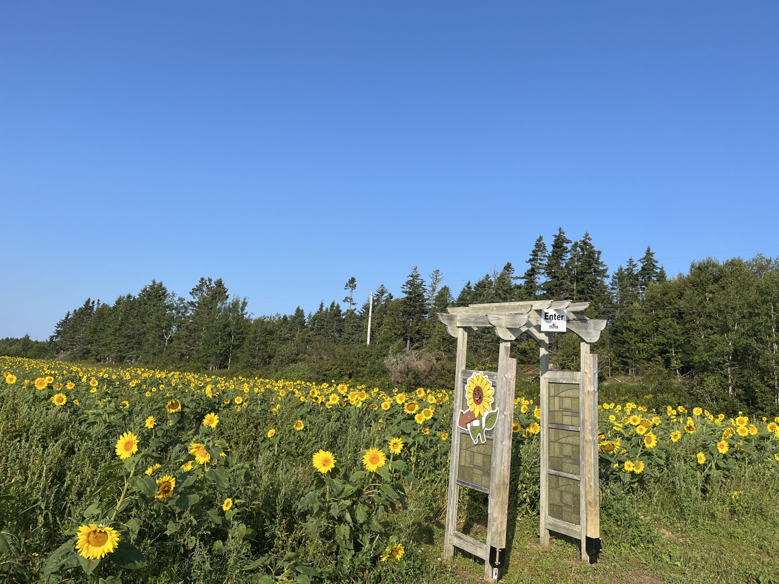 Sunflower field