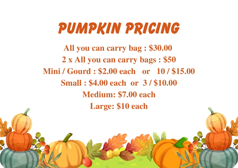 All you can carry pumpkins