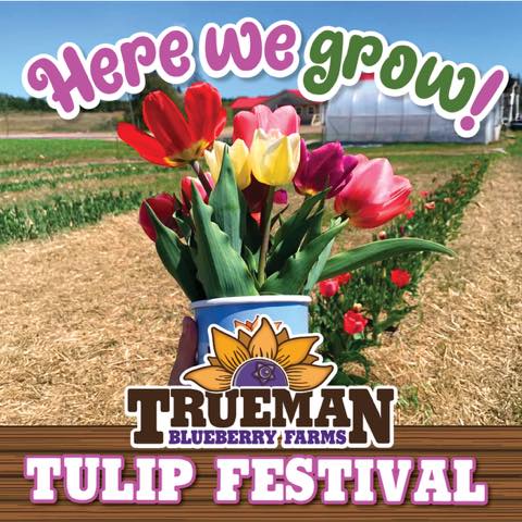Here We Grow Tulip Festival 2025 Here We Grow Tulip Festival 2025