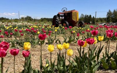 Tulip Festival 2025