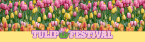 Tulip Festival 2025