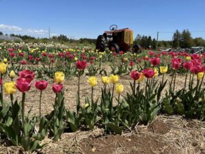 Tulip Festival