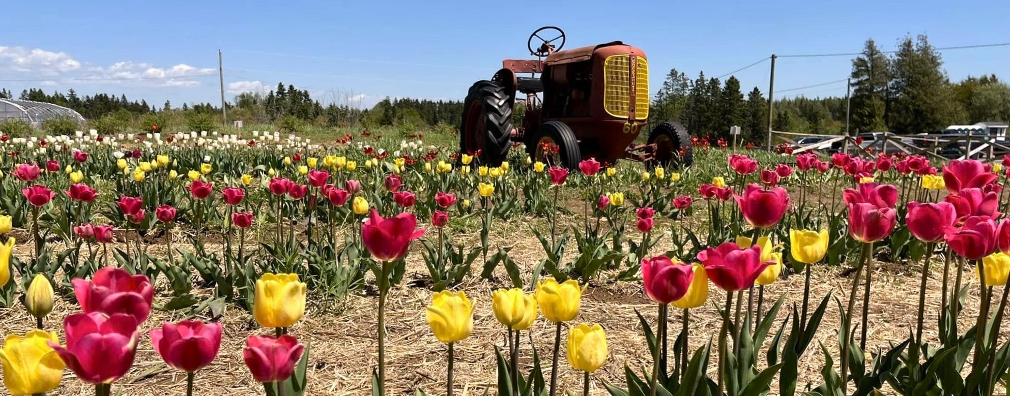 Tulip Festival Tulip Festival