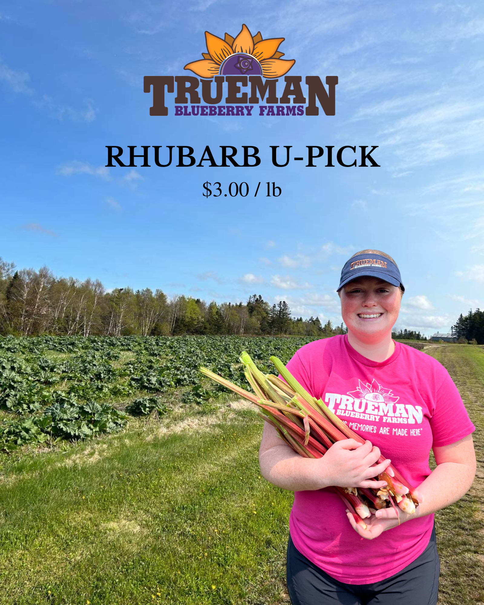 Rhubarb U-pick Rhubarb U-pick