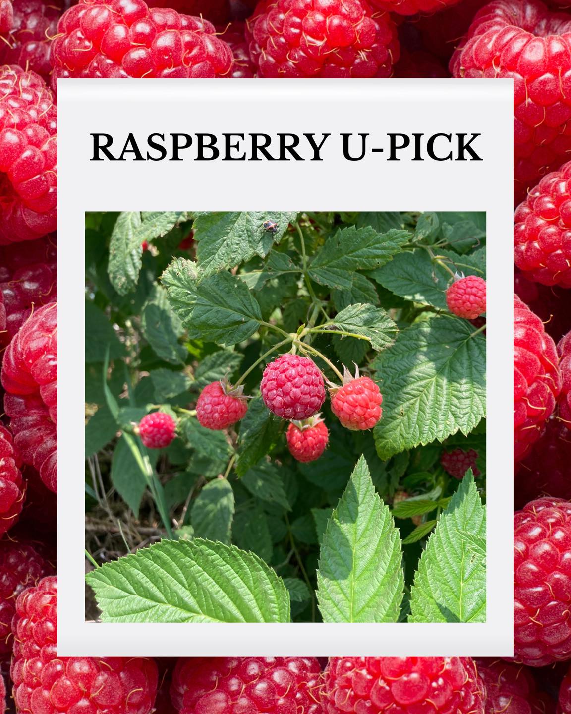 Raspberry u-pick Raspberry u-pick